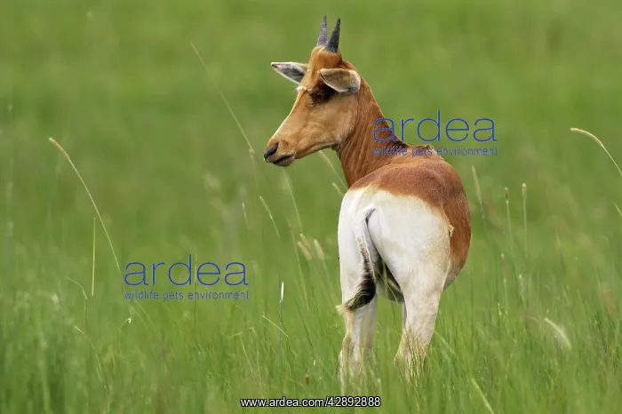 : Swayne's Hartebeest : Swayne's Hartebeest