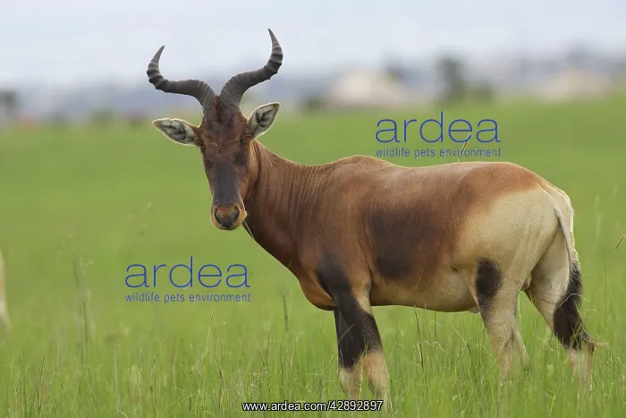 : Swayne's Hartebeest : Swayne's Hartebeest