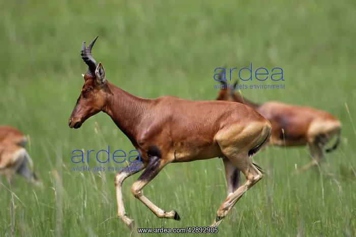 : Swayne's Hartebeest : Swayne's Hartebeest