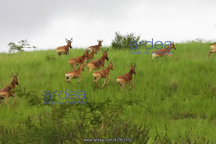 : Swayne's Hartebeest : Swayne's Hartebeest