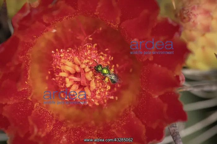 : sweat bee, Augochlorella spp. collecting nectar and pollen : sweat bee, Augochlorella spp. collecting nectar and pollen