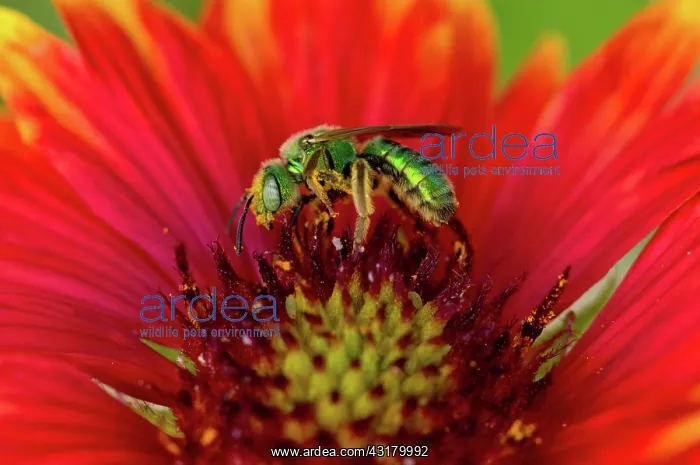 : Sweat Bee collecting pollen : Sweat Bee collecting pollen