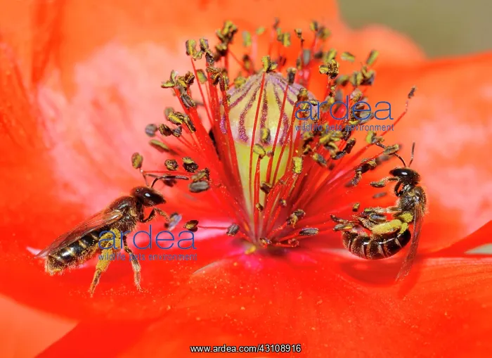 : Sweat bee (Halictus marginatus) females on poppy : Sweat bee (Halictus marginatus) females on poppy