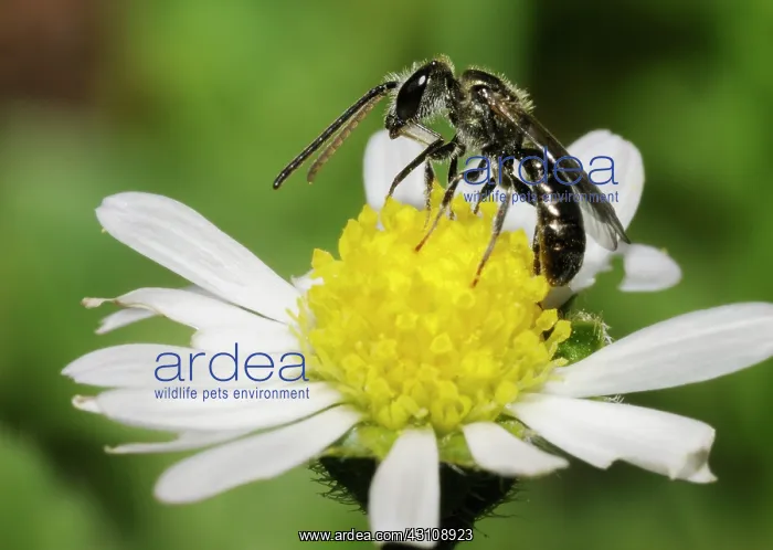 : Sweat bee (Halictus marginatus) male on daisy, Northern : Sweat bee (Halictus marginatus) male on daisy, Northern