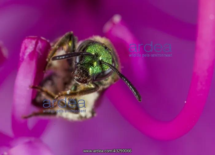 : Sweat Bee (Hymenoptera) on a Rhododendron, Unit : Sweat Bee (Hymenoptera) on a Rhododendron, Unit