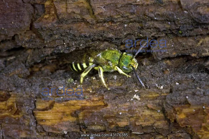 : Sweat Bees : Sweat Bees