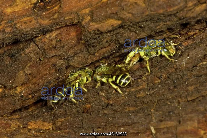  : Sweat Bees