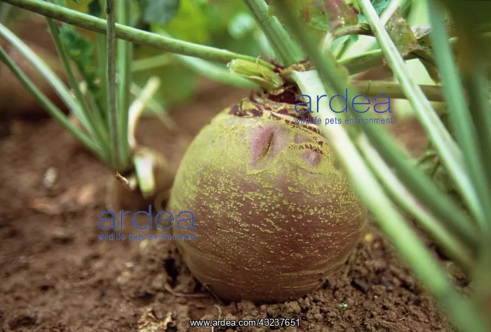  : Swede, Brassica napus
