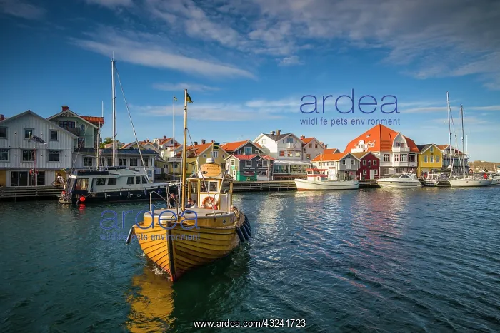 : Sweden, Bohuslan, Smogen, Smogenbryggan, fishing boat : Sweden, Bohuslan, Smogen, Smogenbryggan, fishing boat