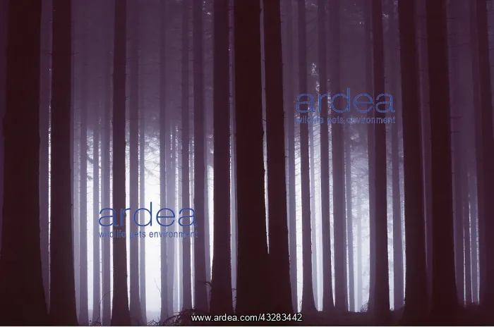 : SWEDEN - Forest, at Tiveden : SWEDEN - Forest, at Tiveden