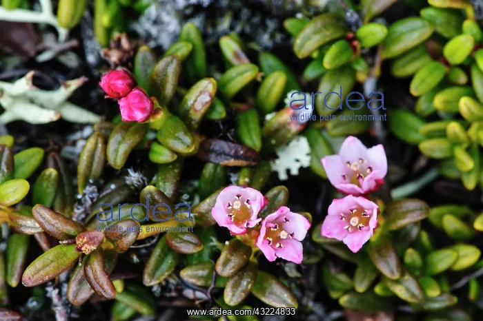 : Sweden, Jamtland. Alpine azalea (Loiseleuria : Sweden, Jamtland. Alpine azalea (Loiseleuria