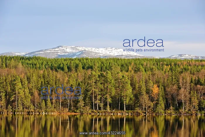 : Sweden, Jamtland, Djupsjon. View of Djupsjon : Sweden, Jamtland, Djupsjon. View of Djupsjon