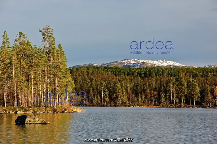 : Sweden, Jamtland, Djupsjon. View of Djupsjon : Sweden, Jamtland, Djupsjon. View of Djupsjon