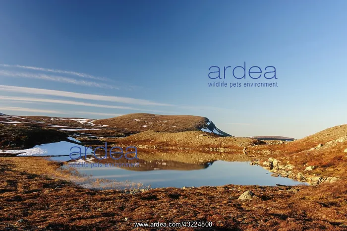 : Sweden, Jamtland, Lunndorrsfjallen. The : Sweden, Jamtland, Lunndorrsfjallen. The