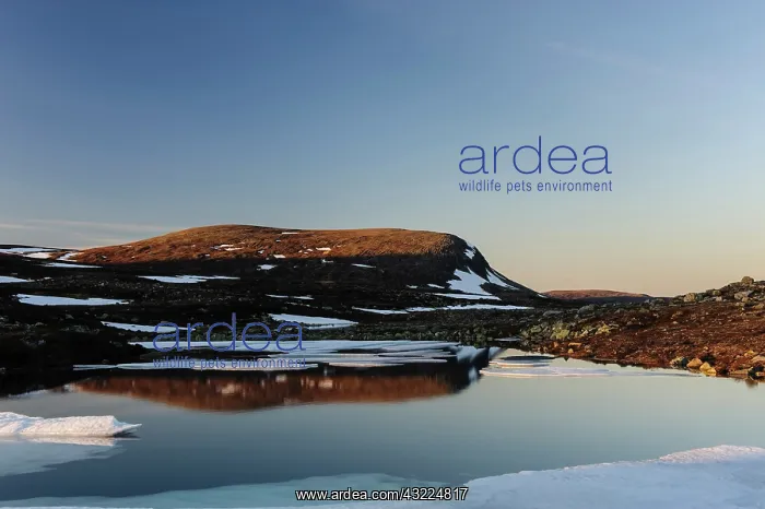 : Sweden, Jamtland, Lunndorrsfjallen. The : Sweden, Jamtland, Lunndorrsfjallen. The