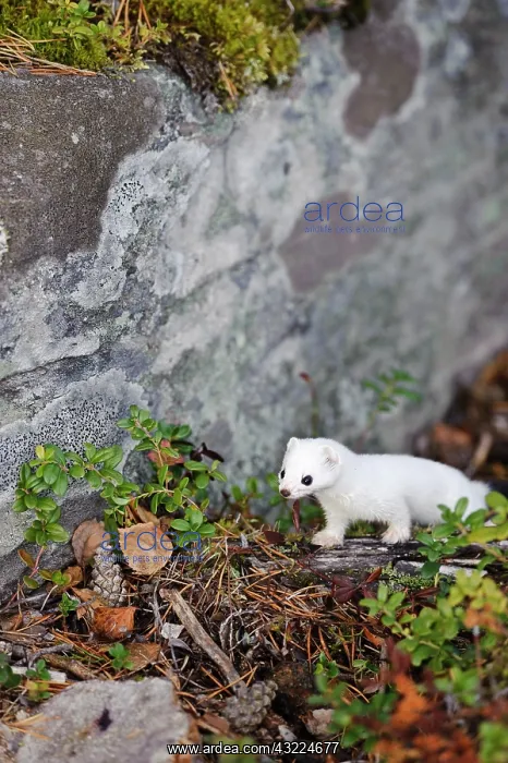 : Sweden, Jamtland. Short-tailed weasel or : Sweden, Jamtland. Short-tailed weasel or