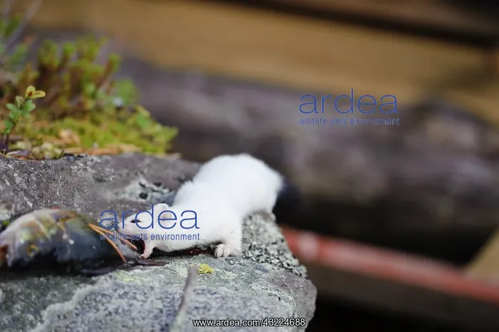 : Sweden, Jamtland. Short-tailed weasel or : Sweden, Jamtland. Short-tailed weasel or