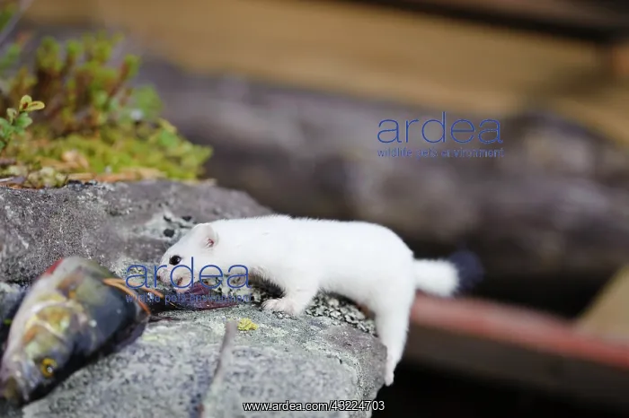 : Sweden, Jamtland. Short-tailed weasel or : Sweden, Jamtland. Short-tailed weasel or