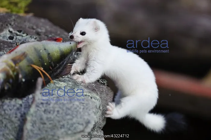  : Sweden, Jamtland. Short-tailed weasel or