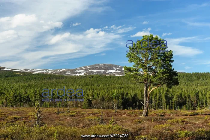 : Sweden, Jamtland, Valadalen Nature Preserve : Sweden, Jamtland, Valadalen Nature Preserve