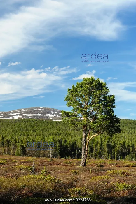 : Sweden, Jamtland, Valadalen Nature Preserve : Sweden, Jamtland, Valadalen Nature Preserve