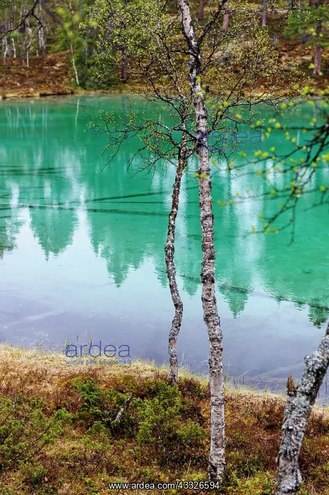 : Sweden, Jamtland, Valadalen Nature Preserve : Sweden, Jamtland, Valadalen Nature Preserve
