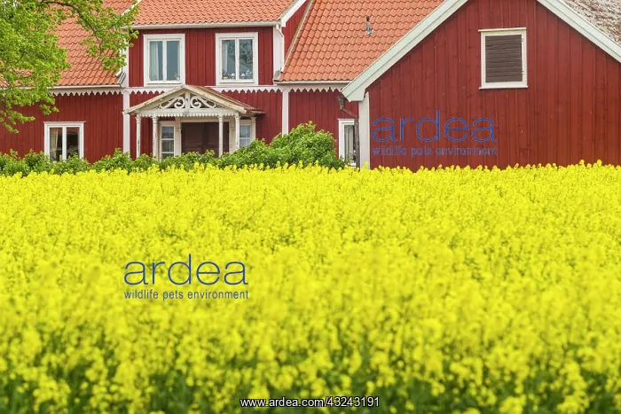 : Sweden, Lake Vattern Area, Renstad, farm, springtime : Sweden, Lake Vattern Area, Renstad, farm, springtime