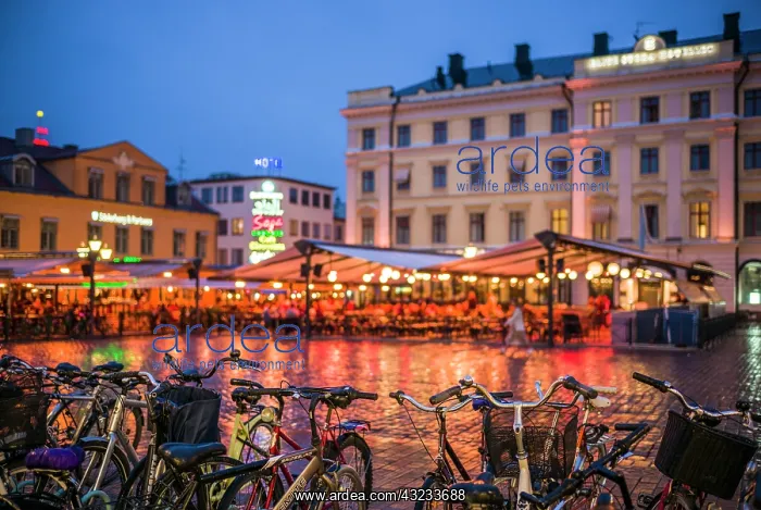 : Sweden, Linkoping, cafes and bars on Stora target : Sweden, Linkoping, cafes and bars on Stora target