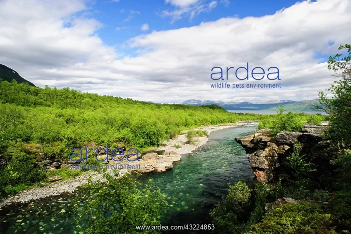 : Sweden, Norrbotten. Abiskojokka near confluence : Sweden, Norrbotten. Abiskojokka near confluence