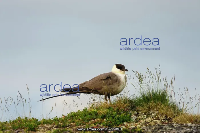 : Sweden, Norrbotten. Adult Long-tailed Jaeger : Sweden, Norrbotten. Adult Long-tailed Jaeger
