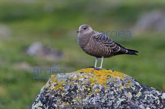 : Sweden, Norrbotten. Juvenile Long-tailed : Sweden, Norrbotten. Juvenile Long-tailed