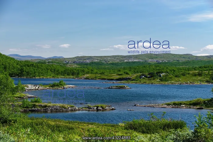 : Sweden, Norrbotten. Sub alpine arctic lake : Sweden, Norrbotten. Sub alpine arctic lake