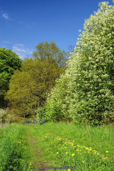 : Sweden, Skane, Drakamollan Nature Preserve : Sweden, Skane, Drakamollan Nature Preserve