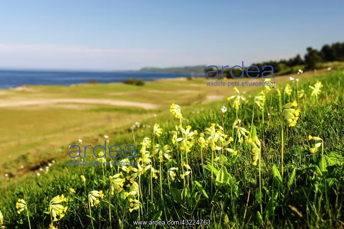 : Sweden, Skane, Simrishamn, Verkeans Nature : Sweden, Skane, Simrishamn, Verkeans Nature