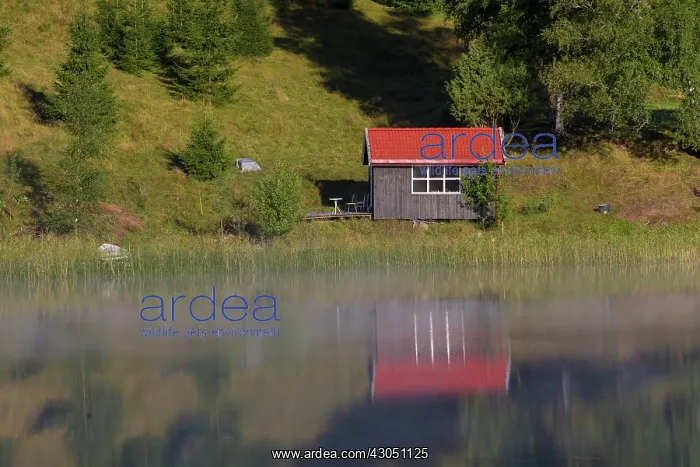 : Swedenhut lake Wooden Hut at lake in summer Sweden : Swedenhut lake Wooden Hut at lake in summer Sweden