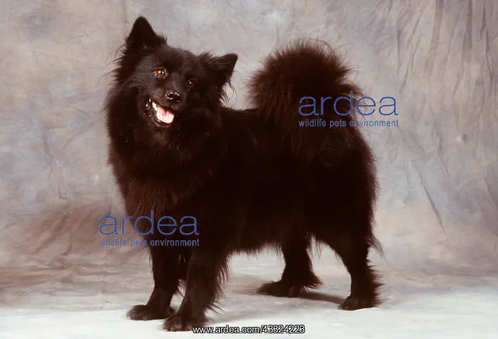 : SWEDISH LAPPHUND DOG : SWEDISH LAPPHUND DOG