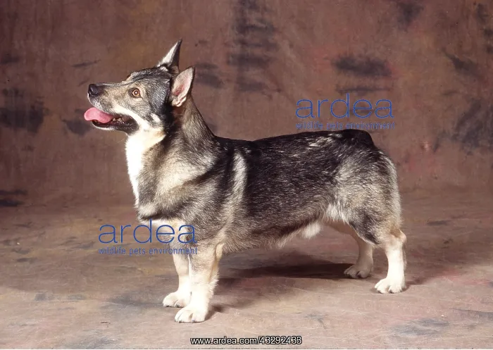 : Swedish Vallhund DOG - in studio : Swedish Vallhund DOG - in studio