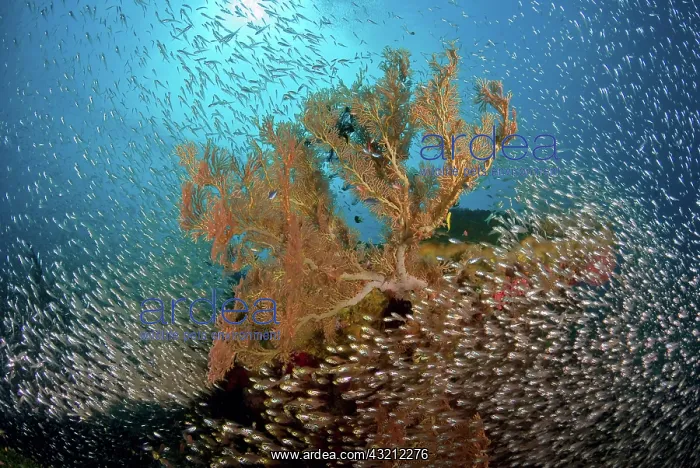 : Sweeper fish (Pempheridae) school and sea : Sweeper fish (Pempheridae) school and sea