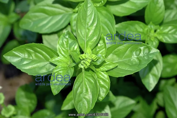 : Sweet Basil : Sweet Basil
