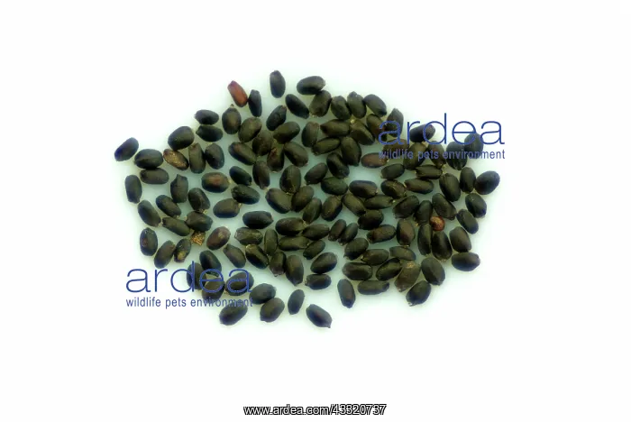  : Sweet Basil Seeds