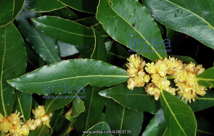 : Sweet BAY tree - In flower. Pot herb : Sweet BAY tree - In flower. Pot herb