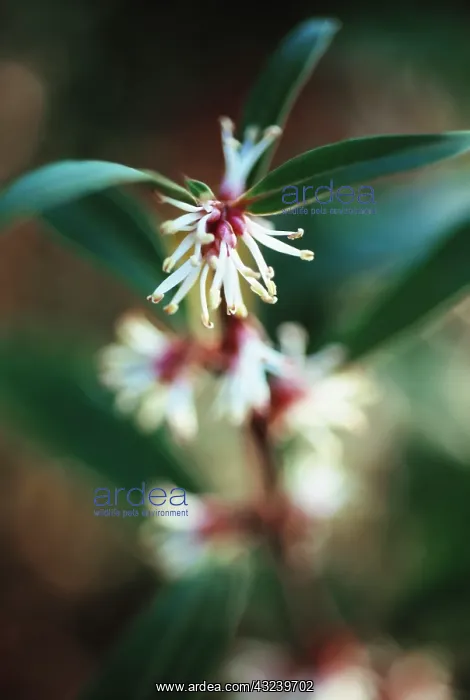 : Sweet box, Sarcococca : Sweet box, Sarcococca
