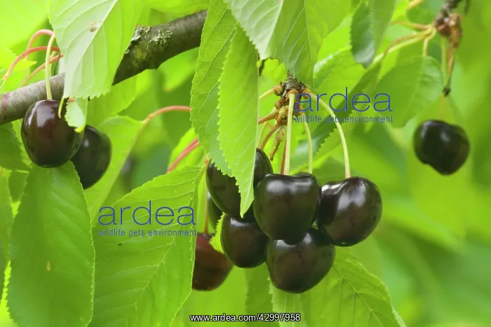: Sweet Cherry - ripe almost black Sweet Cherries : Sweet Cherry - ripe almost black Sweet Cherries
