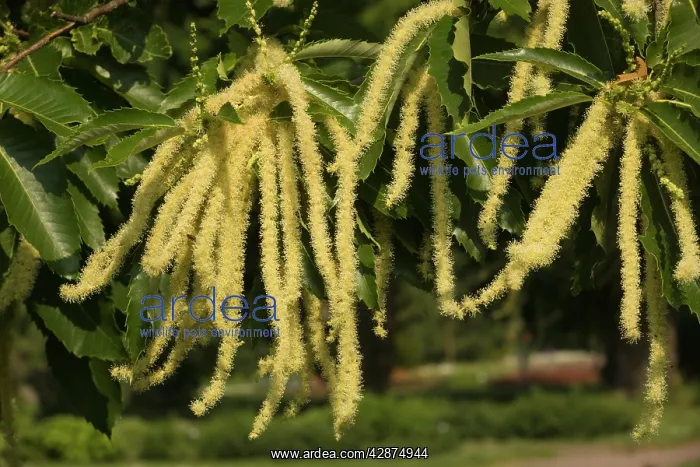 : Sweet chesnut in flower -male catkins : Sweet chesnut in flower -male catkins
