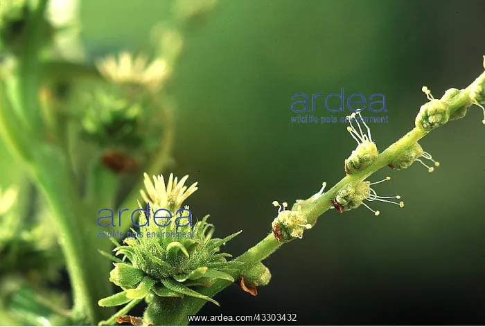 : SWEET CHESNUT - male and female flowers : SWEET CHESNUT - male and female flowers