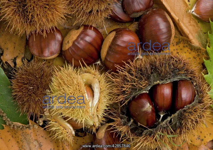 : Sweet chestnut in autumn: Fallen chestnuts : Sweet chestnut in autumn: Fallen chestnuts