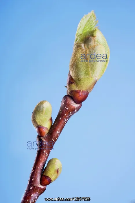 : Sweet Chestnut bud : Sweet Chestnut bud