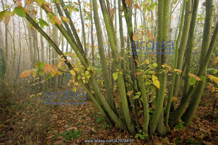 : Sweet Chestnut coppice - on misty november day : Sweet Chestnut coppice - on misty november day