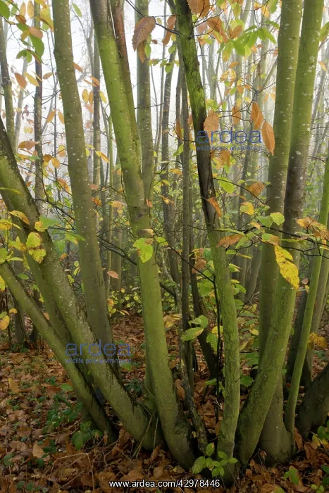 : Sweet Chestnut coppice - on misty november day : Sweet Chestnut coppice - on misty november day