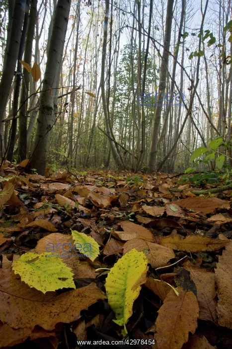 : Sweet Chestnut coppice - on misty november day : Sweet Chestnut coppice - on misty november day